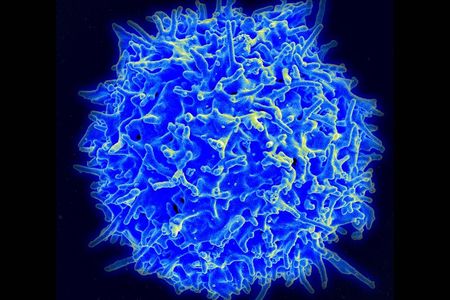 A human T-Cell