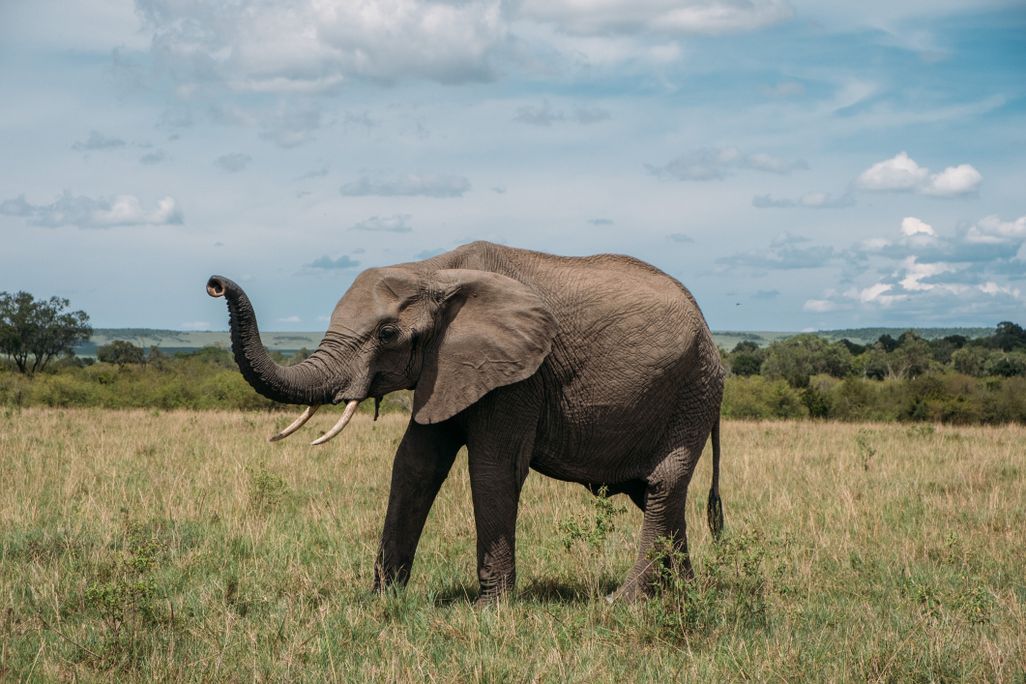 An elephant in a field with its trunk raised