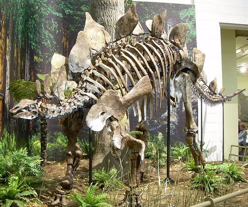 20110520083313stegosaurus-carnegie.jpg