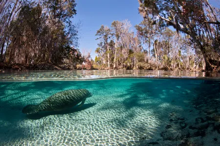 A Florida manatee winters in the warm waters of Crystal River.