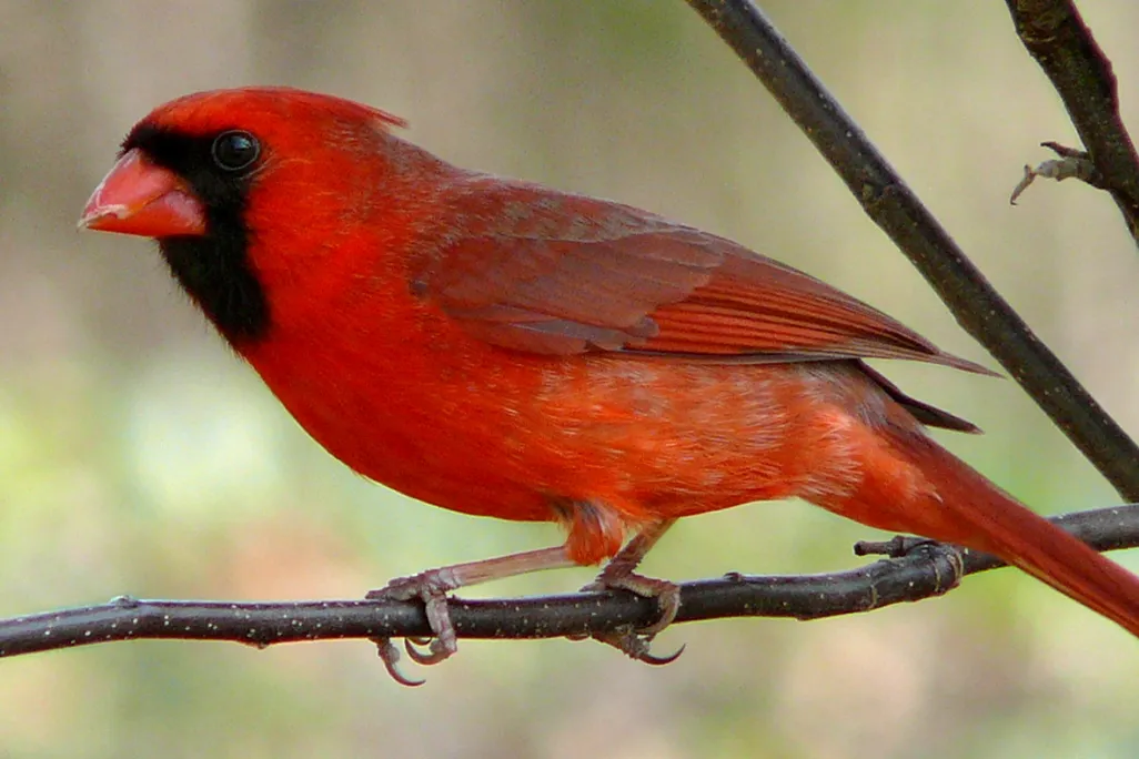 Cardinal