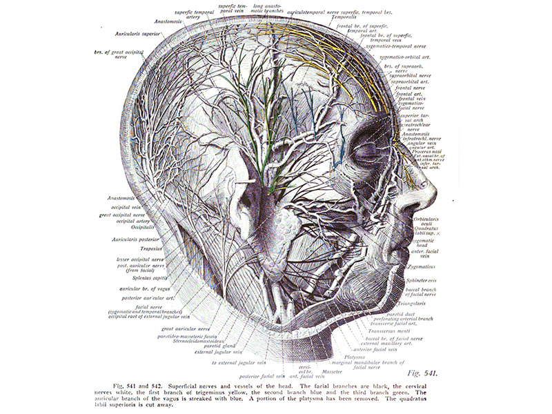 An anatomical diagram from a textbook published in 1908. It shows a drawing of a man's side profile and a detailed diagram of all the organs, veins and nerves with lines and names branching out from the head.