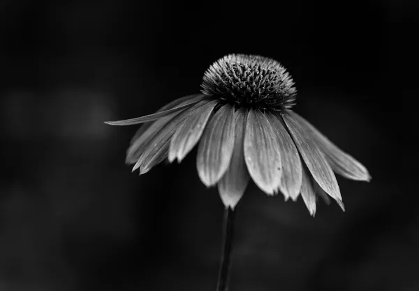 B+W Coneflower thumbnail