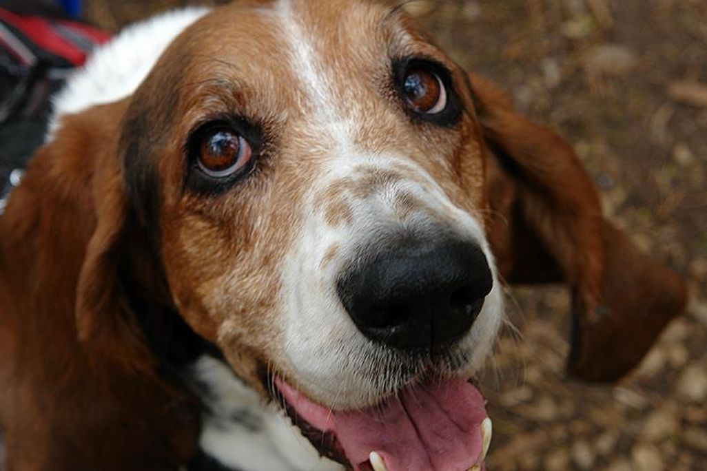 Dog greeting