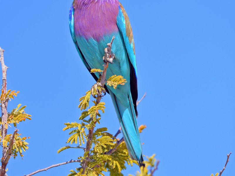 Download A Flash of Color in the Desert | Smithsonian Photo Contest ...