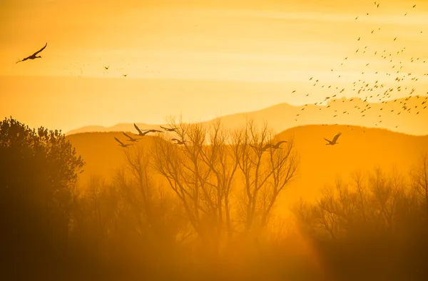 December Sunset at Bosque del Apache thumbnail