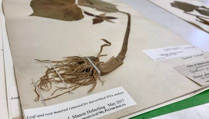 These Researchers Are Digging Into the Understudied Science of Roots