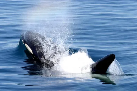 This adorable orca could be plotting its next heist.