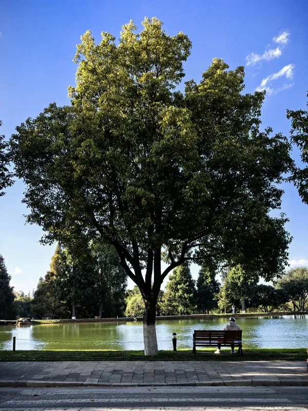 under a tree thumbnail