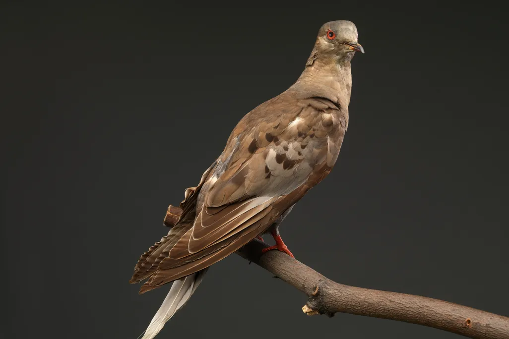 The specimen of Martha, the last known passenger pigeon