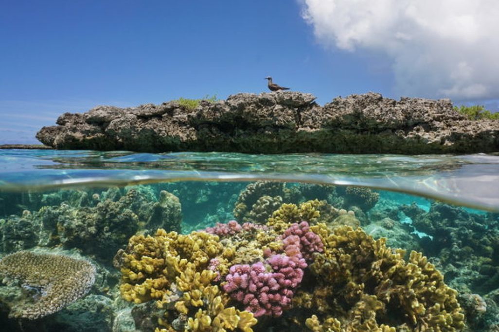 Bird and Reef
