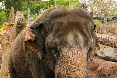 Zoo curator Bryan Amaral expects Spike will play nice with the other elephants. "For a bull elephant," he says, "Spike's a pretty amenable guy."