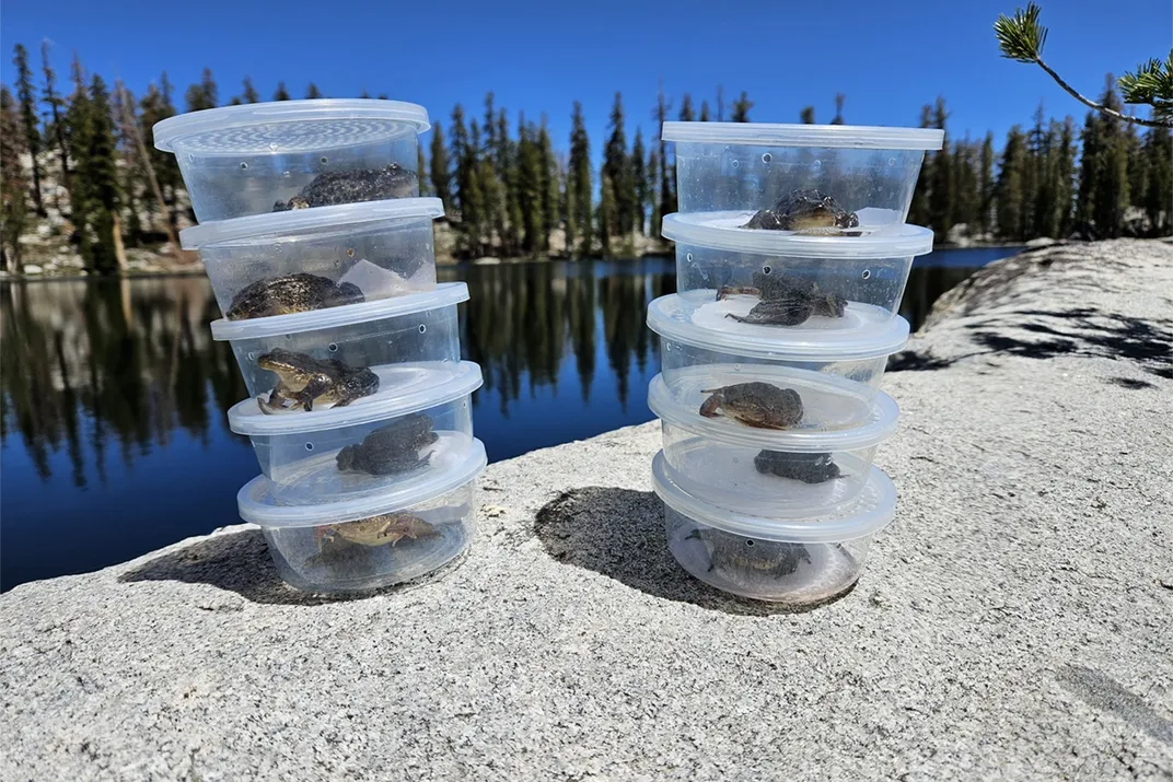 Plastic containers with frogs inside them