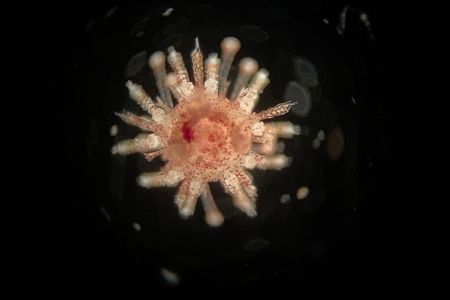 The first juvenile collector urchin (Tripneustes gratilla) raised from a cryopreserved embryo.