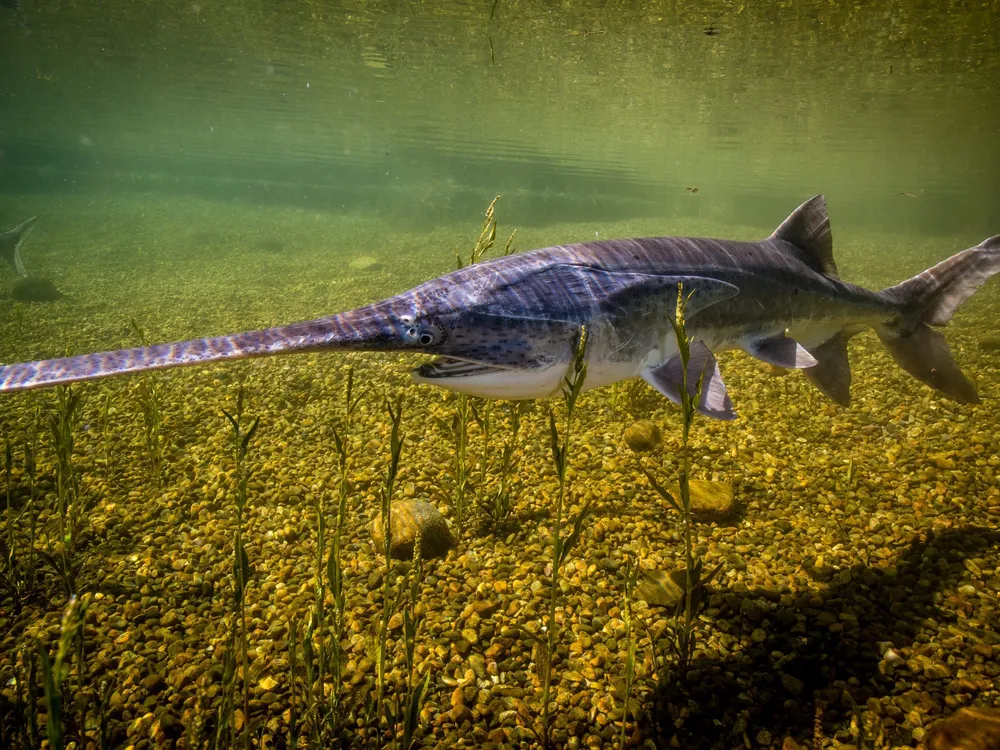Paddlefish-USFWS-Fish-and-Aquatic-Conservation-2160x1440.jpg