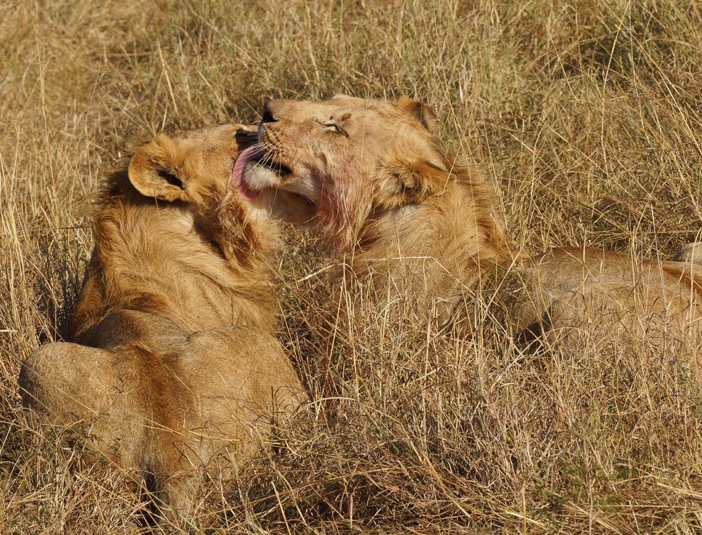 Young lions cleaning each other | Smithsonian Photo Contest ...