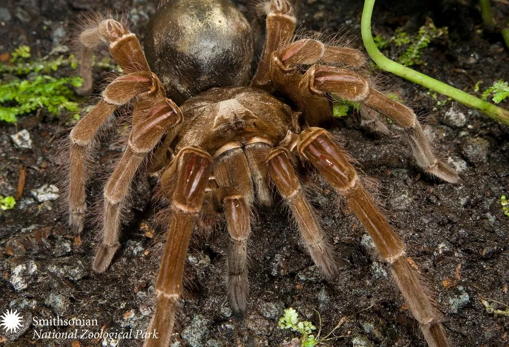 Where To See The Worlds Biggest Spiders Travel Smithsonian Magazine