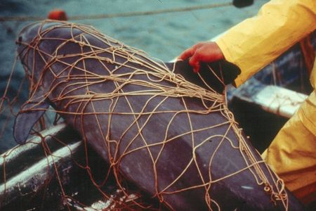 Dead vaquita entangled in a gillnet set for Totoaba
