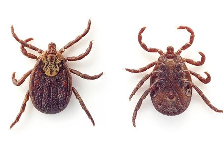 Dermacentor marginatus, female, on stomach and on back