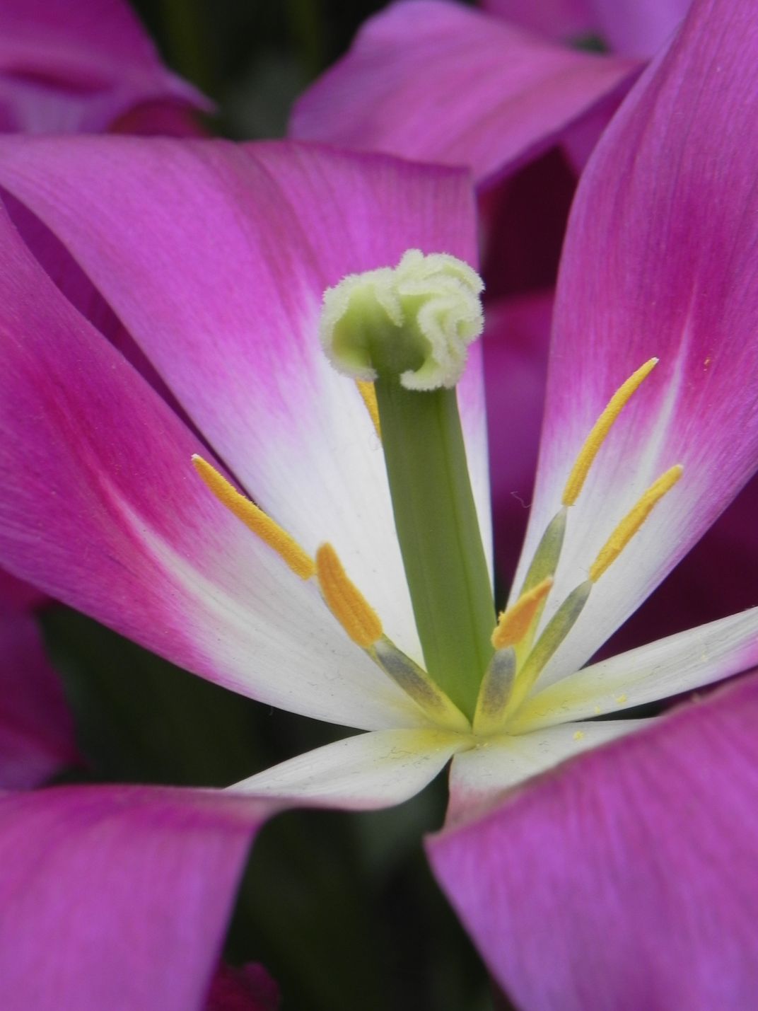 Up Close Tulip