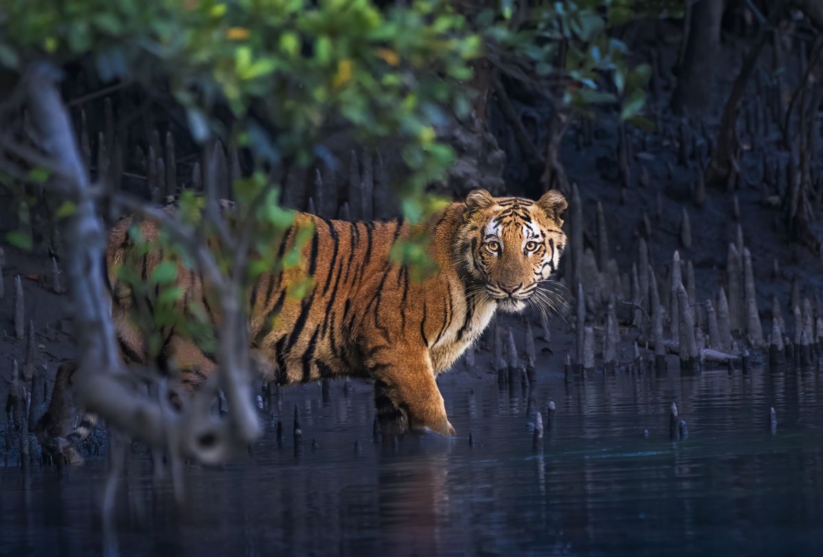 Mangroves Are Key to Coastal Ecosystems. See 20 Breathtaking Photos That Reveal How the Trees Support Wildlife and Face Threats