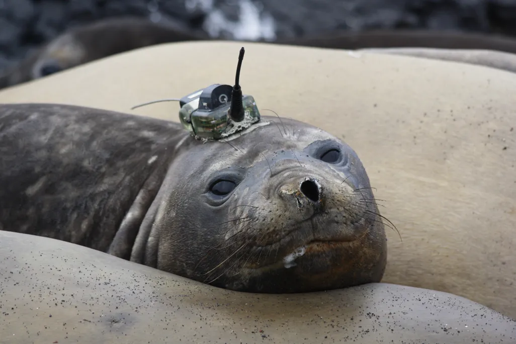 0000-seal.jpg