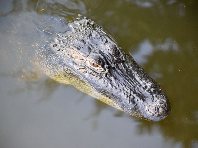 Alligator on Kiawah Island | Smithsonian Photo Contest | Smithsonian ...