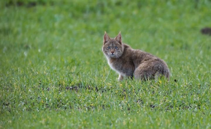 Chinese mountain cat