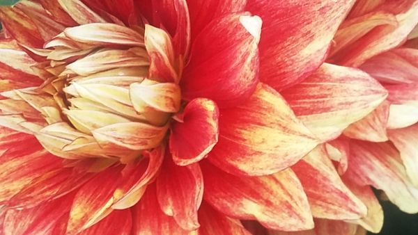 Dalia thumbnail