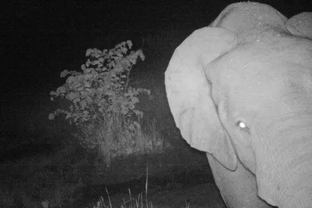 A forest elephant takes an unintentional selfie in a camera-trap photo snapped in South Sudan.
