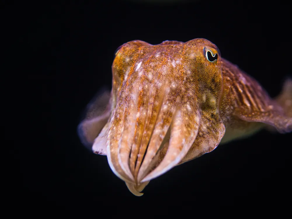 Close up of an orange toned common cuttlefish, a octopus-like cephalopod, against a black backdrop