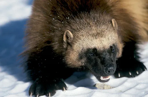 The Way of the Wolverine | Science| Smithsonian Magazine
