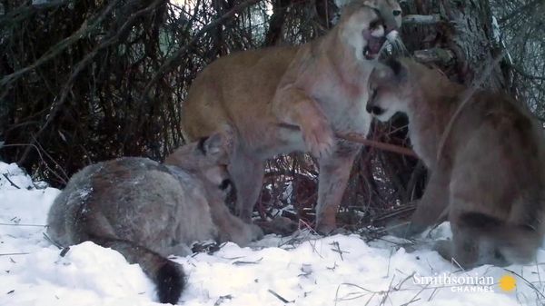 Preview thumbnail for Cameras Catch Adorable Glimpse of Mountain Lion Family
