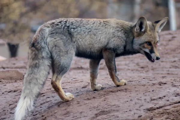 Fox hunter in the city thumbnail