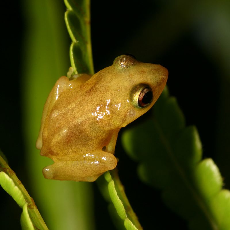 Poison Dart Frogs Might Make Good Medicine : Shots - Health News : NPR