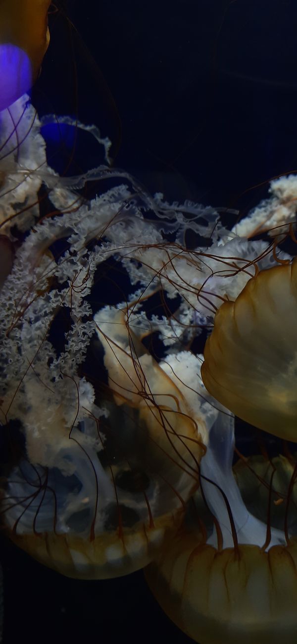 Tangled jellyfish thumbnail