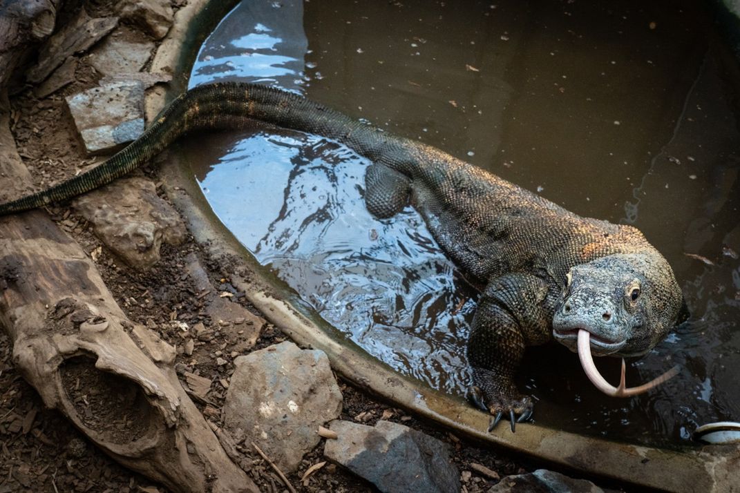 An adult Komodo dragon with a heavy body, scaly skin, claws and a forked tongue stands in a small pool of water