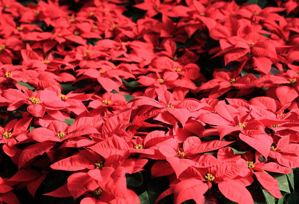 poinsettia