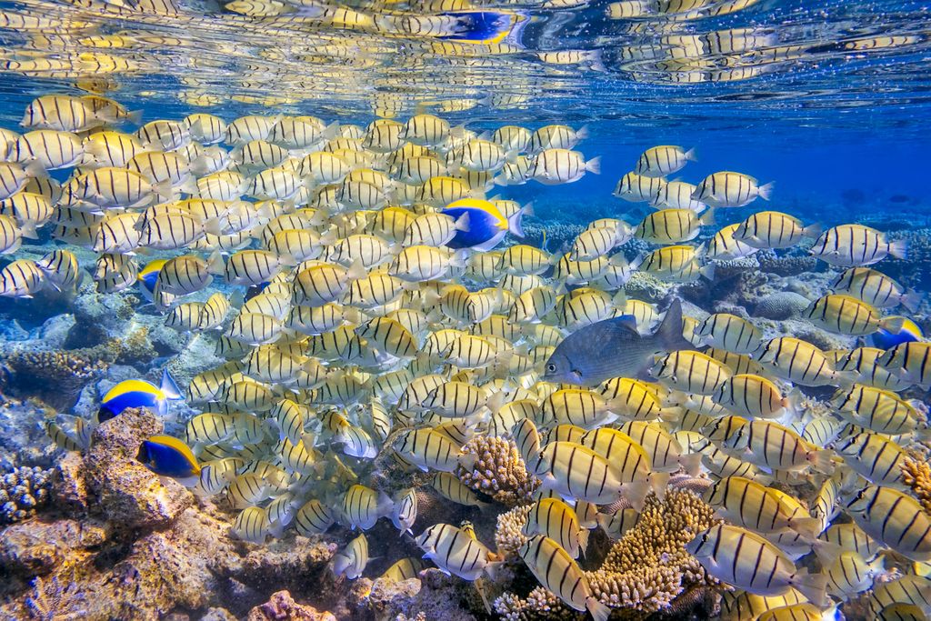 Convict surgeonfish in the Maldives
