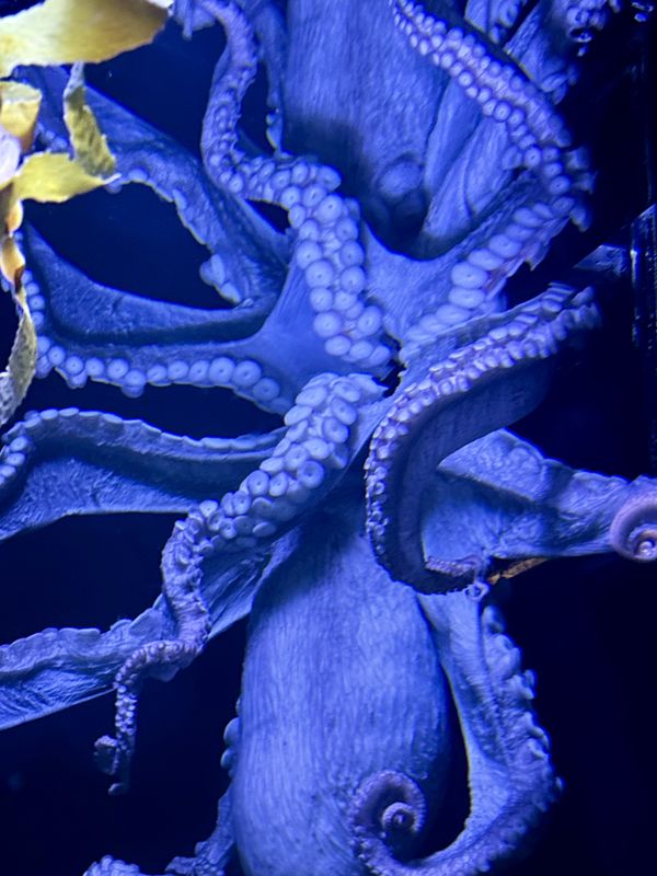 An octopus at up close at a Myrtle Beach zoo. thumbnail