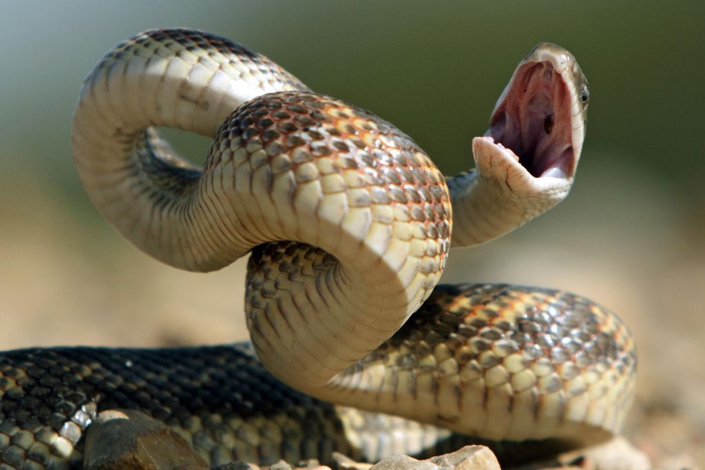 Texas Rat Snake