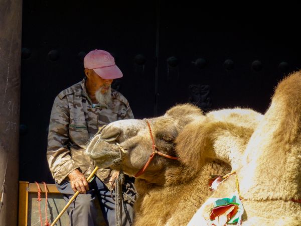 The Old Man and the Camel thumbnail