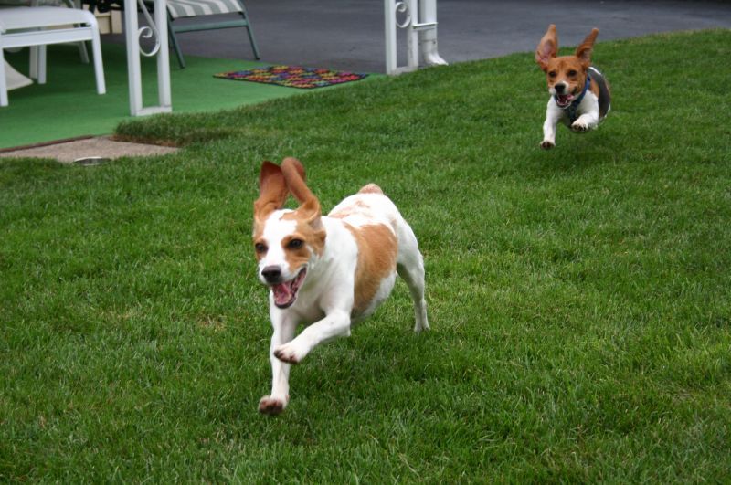 Beagles