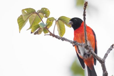 The red siskin or cardenalito is inextricably linked with Venezuela’s identity, yet it is now rare in its natural habitat.