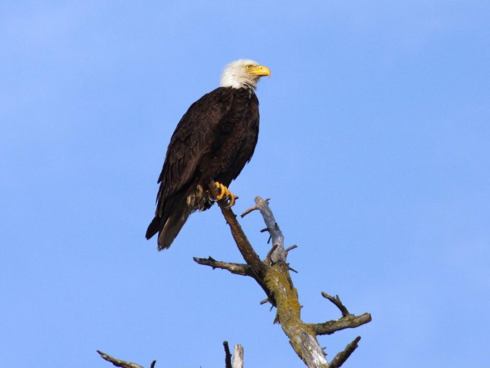 Bald eagle