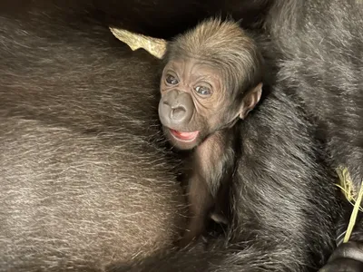The new baby western lowland gorilla, which was born on May 27.