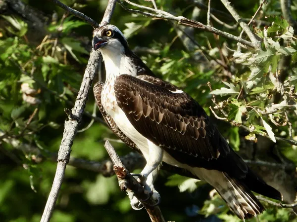 Fall Passage thumbnail