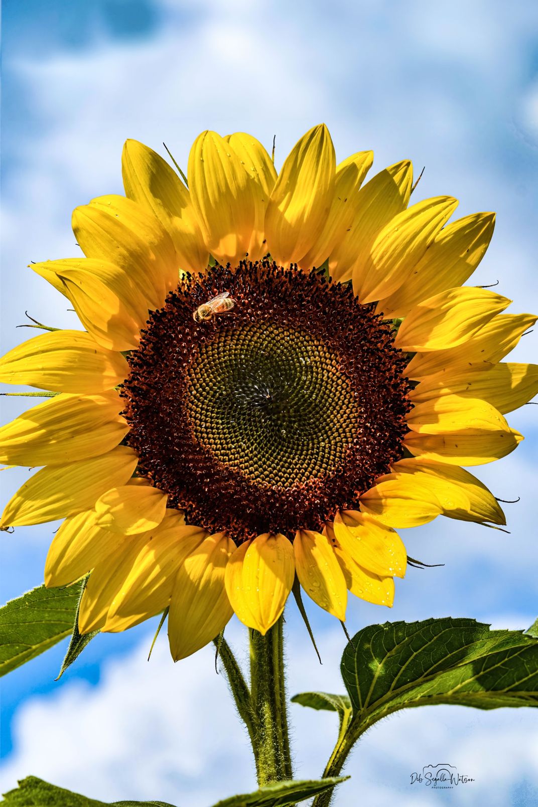 Sunflower Fields Forever Smithsonian Photo Contest Smithsonian Magazine 3613