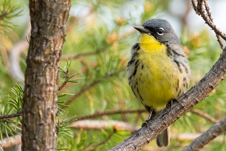 kirtlands-warbler-1400x700.png