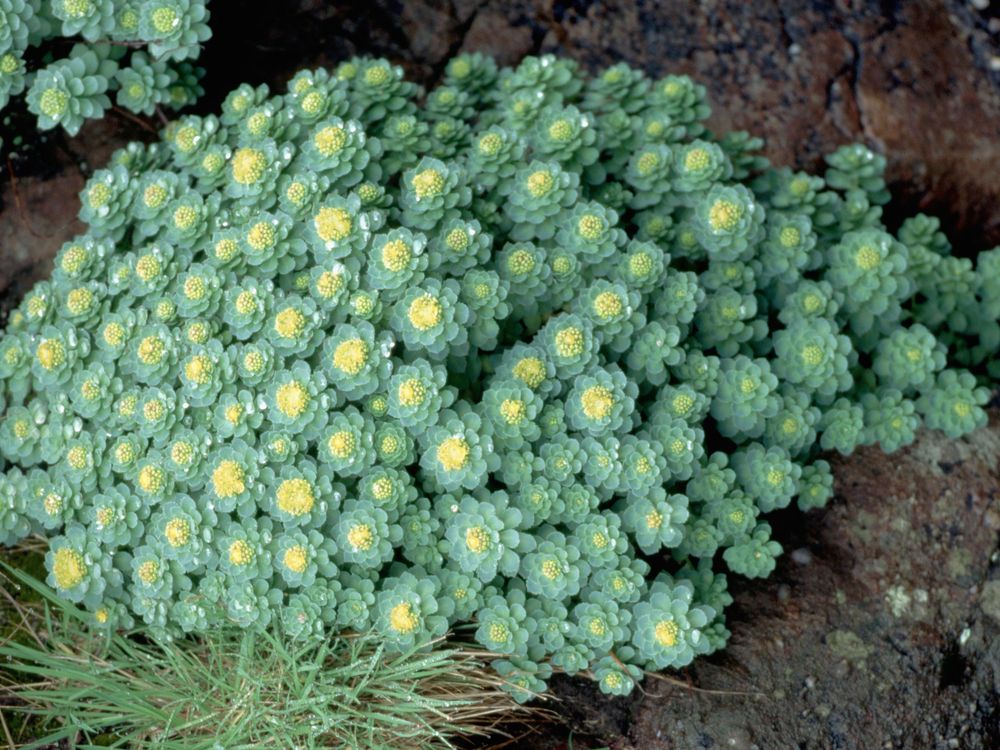 Rhodiola rosea